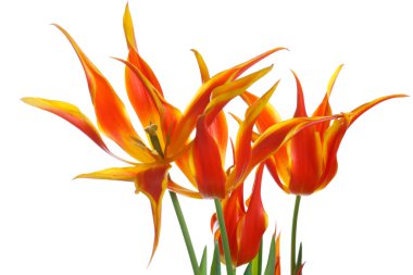 Beyaz arka planda izole kızıl lale.