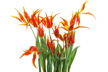 Beyaz arka planda izole kızıl lale.