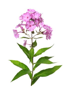 Beyaz arkaplanda izole edilmiş pembe phlox çiçekleri.