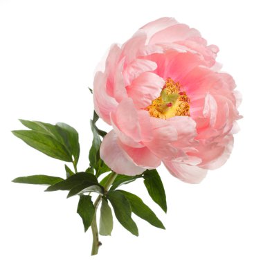 Beyaz arka planda izole şakayık pembe renk.