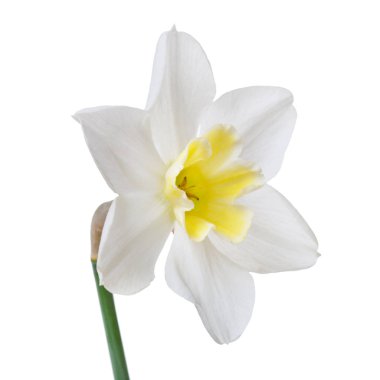 Beyaz bir arka planda izole sarı bir merkezi ile bir nergis çiçeği.