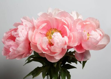 Pembe şakayık bir buket gri bir arka planda izole.