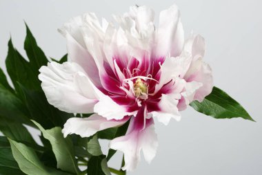 Gri bir arka planda izole mor merkezi ile beyaz şakayık.