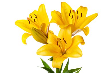 Beyaz arka planda izole Sarı lilyum bir buket.