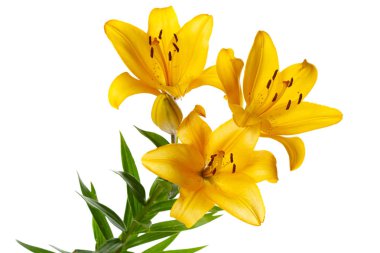 Beyaz arka planda izole Sarı lilyum bir buket.