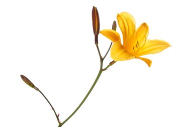 Beyaz arka planda izole turuncu günzambak çiçek.