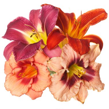 Beyaz arka planda izole edilen çok renkli daylilies buketi.