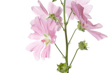 Beyaz arka planda izole pembe Mallow çiçekler çiçeklenme.