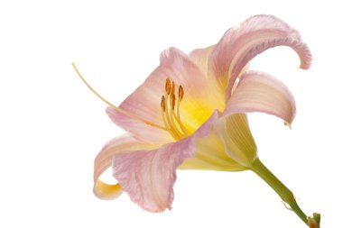 Beyaz arka planda izole nazikçe pembe çiçek daylily.