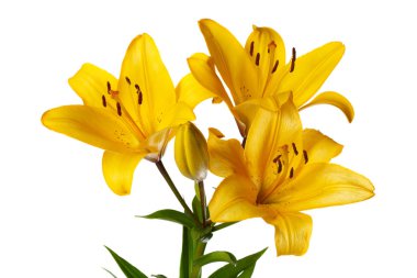 Beyaz arka planda izole Sarı lilyum bir buket.