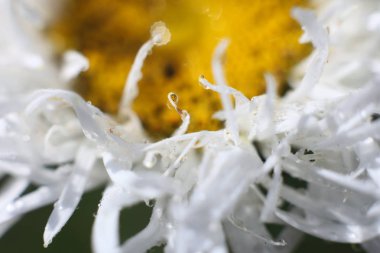 Çiçek arka plan, su damlaları ile papatya çiçeği, makro fotoğrafçılığı.