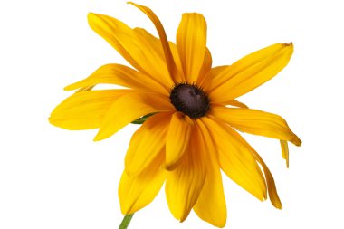 Beyaz arka planda izole sarı Rudbeckia çiçek.