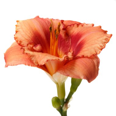 Beyaz arka planda izole bir çiçek günzambak.