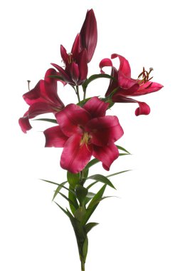 Beyaz arka planda izole koyu kırmızı lilyum bir şube.