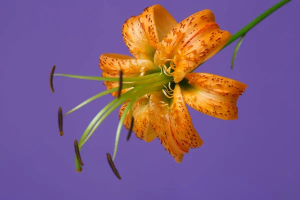 Orange lily flower isolated on purple background.