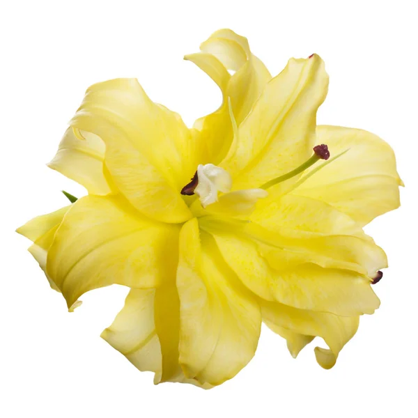 Żółty Kwiat Lilii Frotte Białym Tle — Zdjęcie stockowe