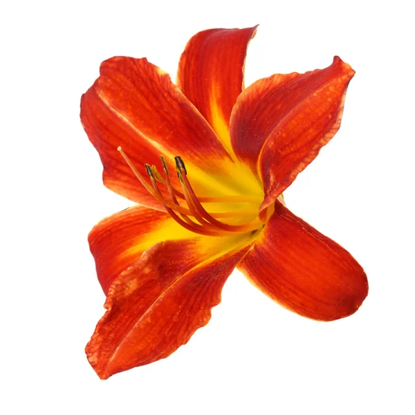 Laranja Flor Daylily Isolado Fundo Branco — Fotografia de Stock