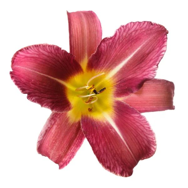 Beyaz arka planda izole kırmızı çiçek daylily.