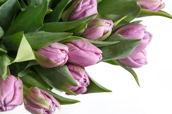 Fragment Bouquet Lilac Tulips Isolated White Background — Stock Photo, Image