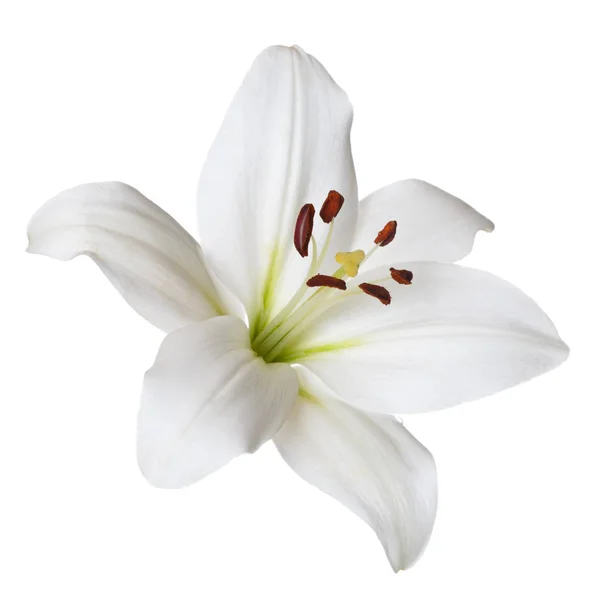 Цветочные Светлые Лилии Изолированы Белом Фоне — стоковое фото