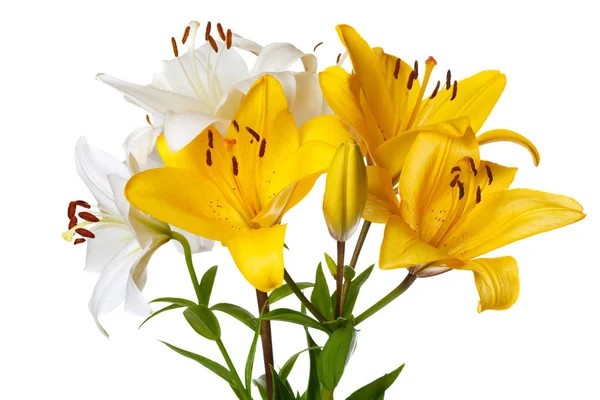 Beyaz arka planda izole edilmiş bir buket lilyum.
