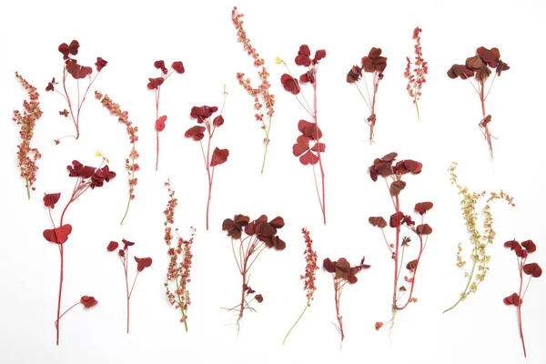 Sebze duvar kağıdı, kuzukulağı çiçeklenme botanik görüntü.