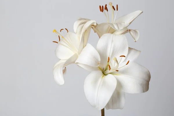 Kytice Bílých Lilií Izolovaných Šedém Pozadí — Stock fotografie