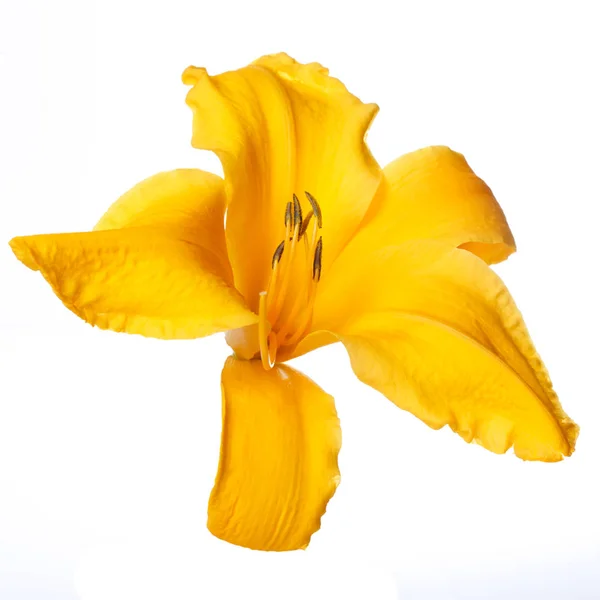 Flor Amarilla Aislada Sobre Fondo Blanco — Foto de Stock