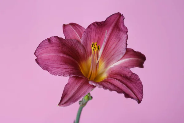 Елегантна Бузкова Квітка Денної Лілії Ізольована Рожевому Фоні — стокове фото