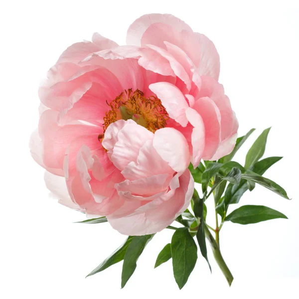 Beyaz arka planda izole şakayık pembe renk.