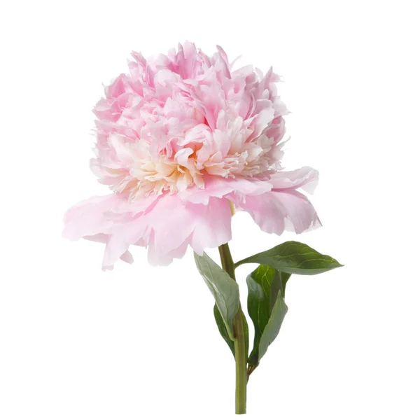 Peonia Delicatamente Rosa Isolata Sfondo Bianco — Foto Stock