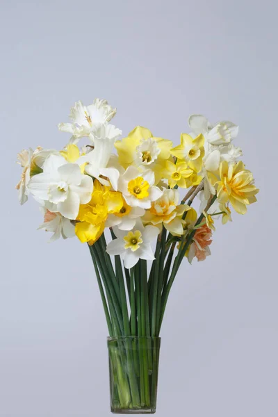 Spring bouquet of daffodils isolated on a gray background.