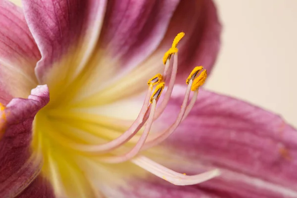 Квітка Бузкової Лілії Жовтим Центром Ізольовані Бежевому Фоні Макрос — стокове фото