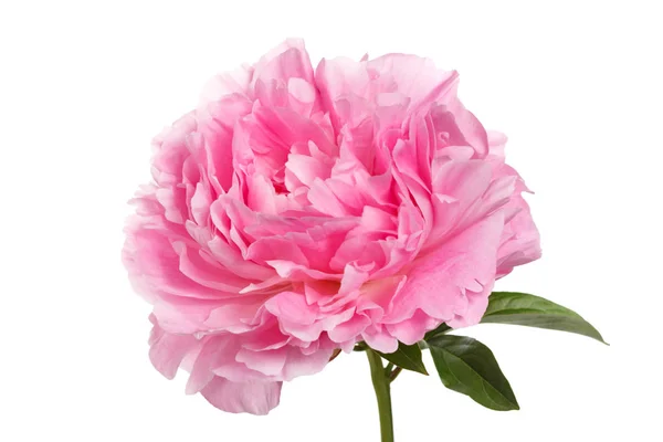 Розовый Пион Белом Фоне — стоковое фото