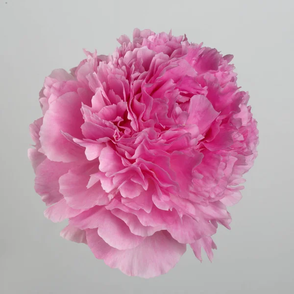 Gri bir arka planda izole pembe şakayık çiçek.