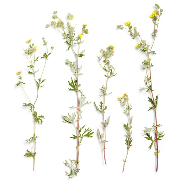 Flower Wallpaper Bloodroot Plants — Stock Photo, Image