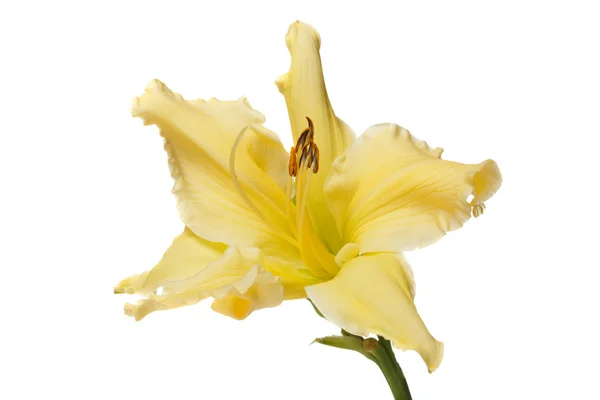 Flores Amarillas Aisladas Sobre Fondo Blanco — Foto de Stock