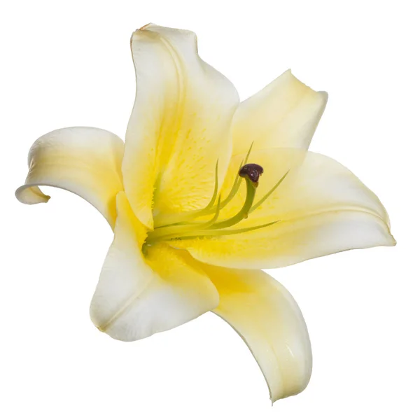 Žlutá Lilie Květiny Izolované Bílém Pozadí — Stock fotografie