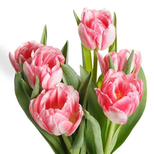 Весенний Букет Розовых Тюльпанов Белом Фоне — стоковое фото