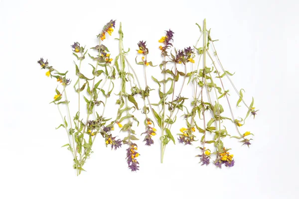 Bitki Melampyrum çiçek duvar kağıdı.