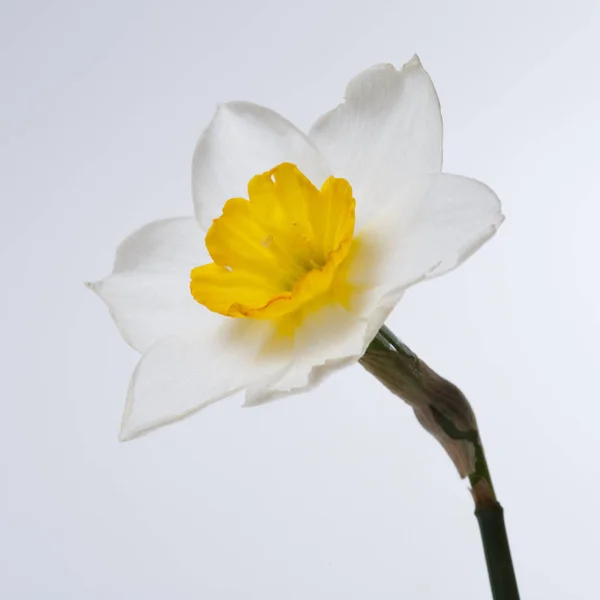 Fleur Blanche Une Jonquille Avec Centre Jaune Isolé Sur Fond — Photo