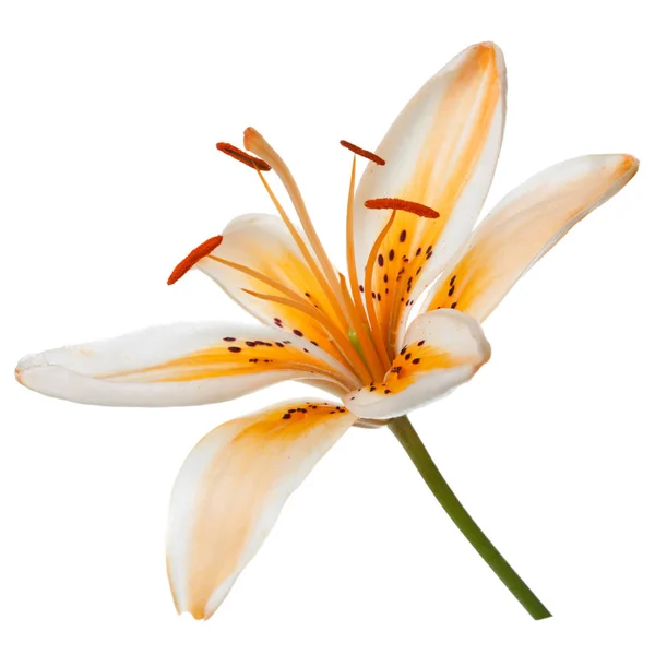 Красивый Цветок Лилии Белом Фоне — стоковое фото