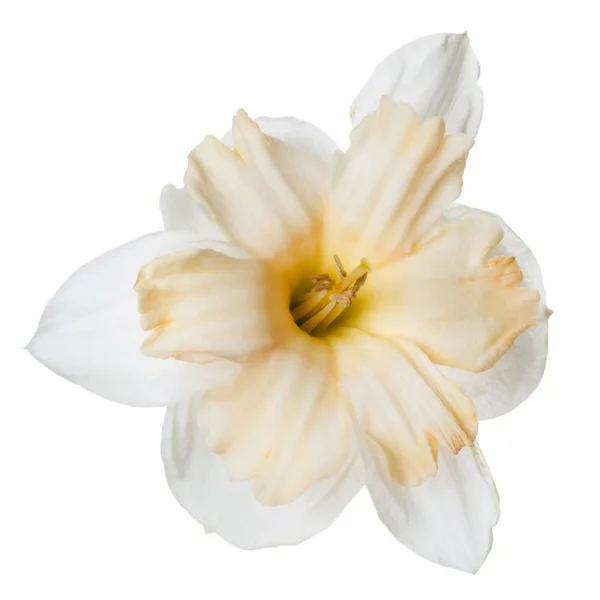 Unusual Daffodil Flower Isolated White Background — Stock Photo, Image