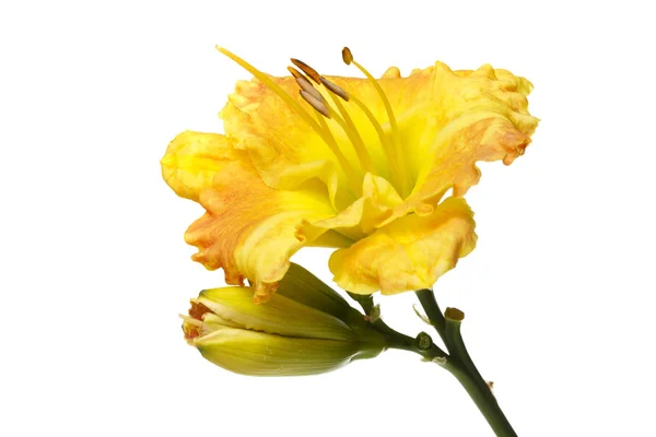 白い背景に孤立した黄色い花のカンゾウ — ストック写真