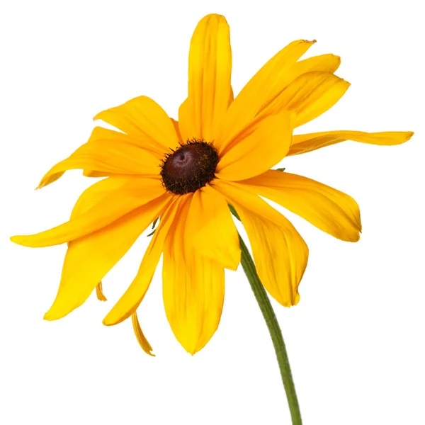 Flor Rudbeckia Amarilla Aislada Sobre Fondo Blanco — Foto de Stock