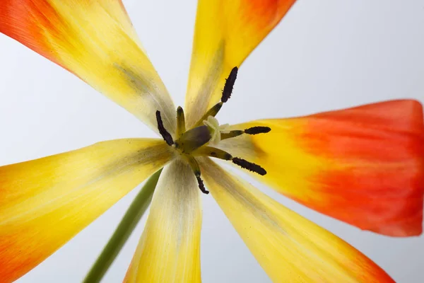 Revealed flower of red scarlet tulip isolated on white background.