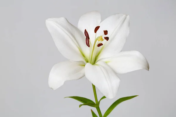 Weiße Lilie Isoliert Auf Grauem Hintergrund — Stockfoto