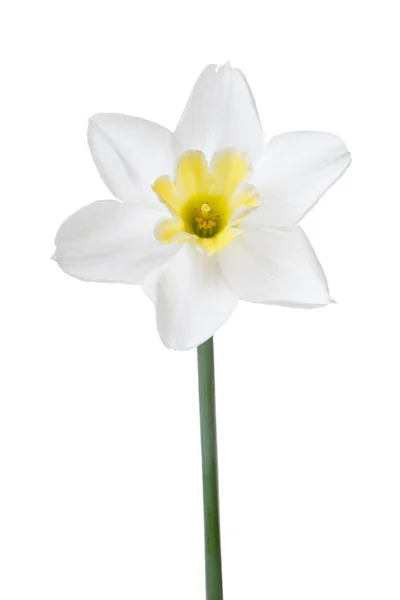 Vackra Påsk Lilja Blomma Med Gult Centrum Isolerad Vit Bakgrund — Stockfoto