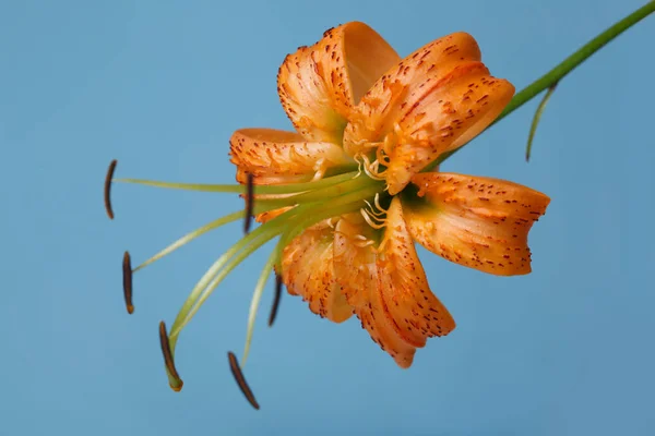 Orange lily flower with long stamens isolated on blue background.