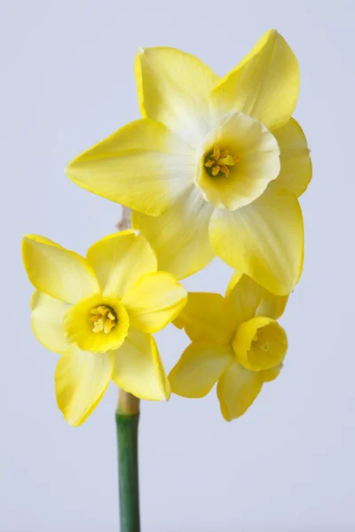 Bouquet Yellow Daffodils Isolated Gray Background — Stock Photo, Image